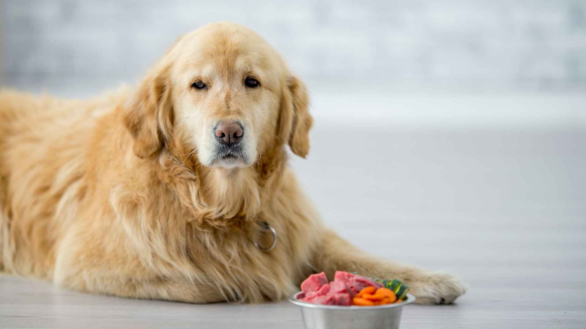 מזון רפואי לכלבים